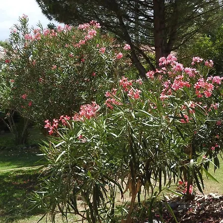 Lägenhet Mansarde Et Climatise 50 M2 Pompignan (Tarn-et-Garonne)